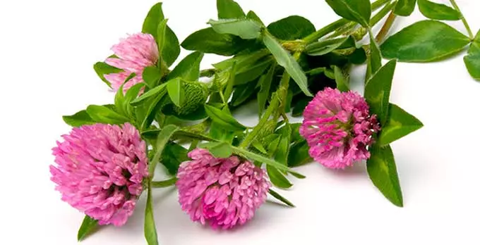 луговой клевер