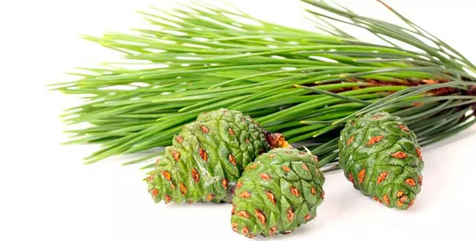 сосновые шишки