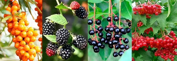 ягоды при повышенном давлении