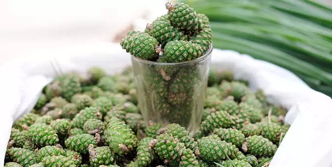 Правила применения лечебных средств и заготовка сырья заготовка шишек