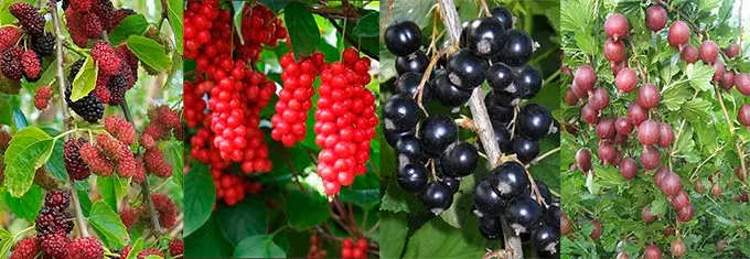 ягоды при гипотонии