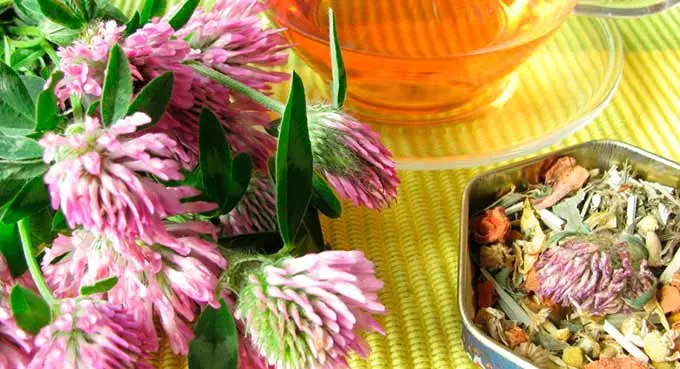 лечение клевером