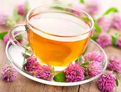 чай из клевера