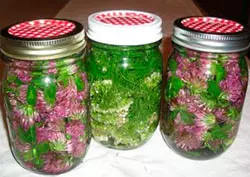 настойка клевера