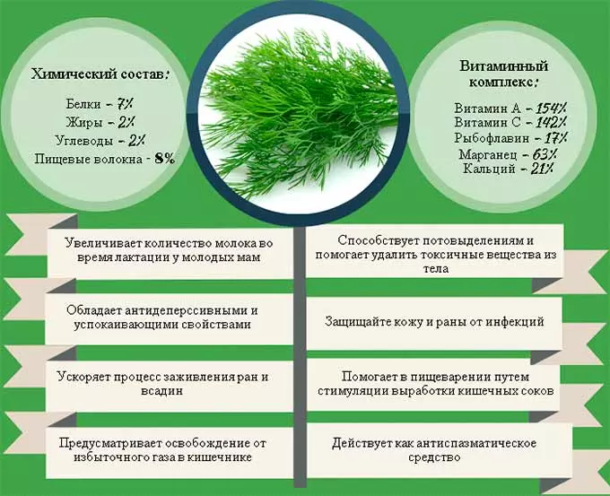 Полезные свойства зелени и семян растения польза укропа