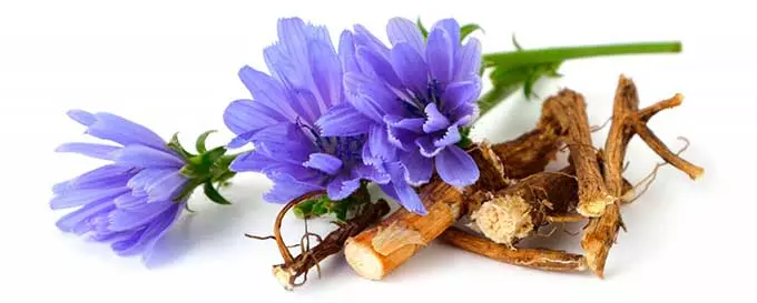 растение цикорий