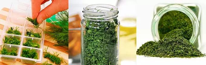 Хранение и заготовка укропа заготовка укропа
