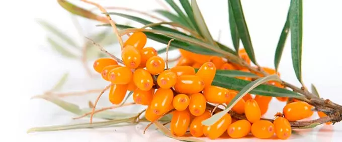 ягоды облепихи