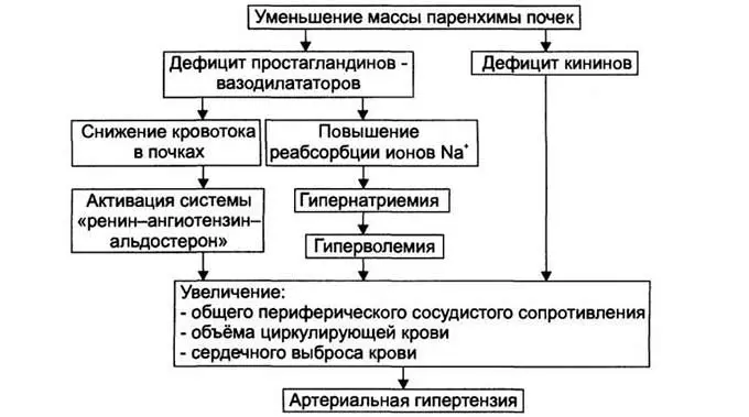 влияние почек на давление