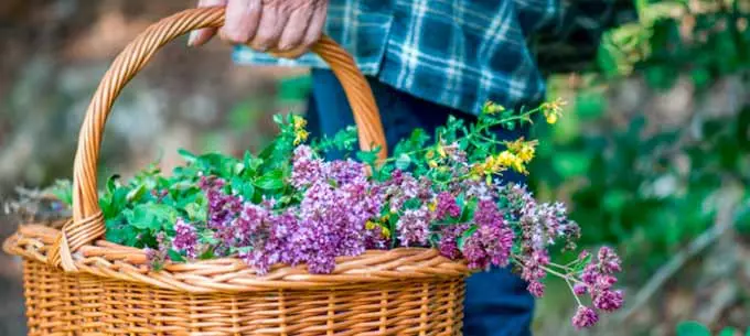 трава душица