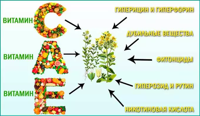состав зверобоя