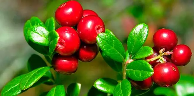 растение брусника