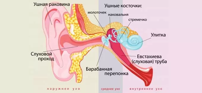 Механизм проявления заложенности уха строение уха