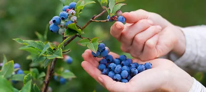 сбор черники