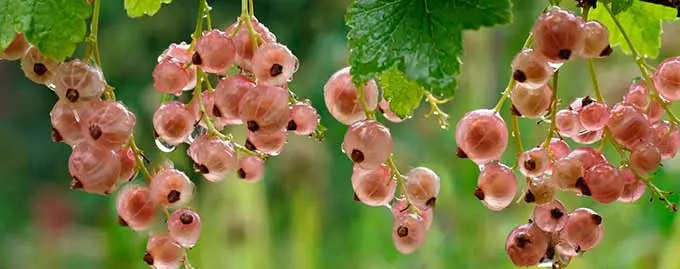 белая смородина