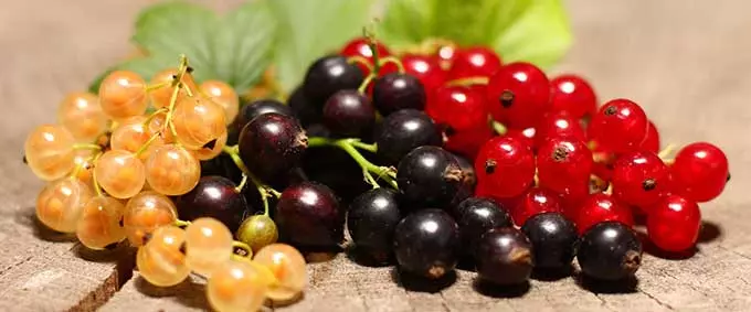 Как влияет смородина на давление и чем она полезна для гипертоника виды смородины