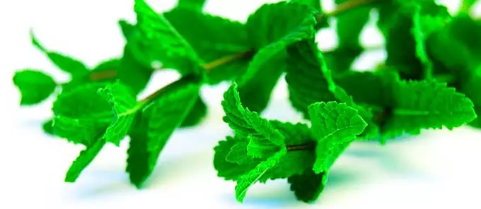 Кому нежелательно употреблять мелиссу? мелисса