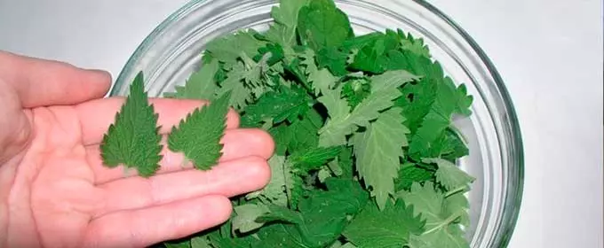 сушка мелисы