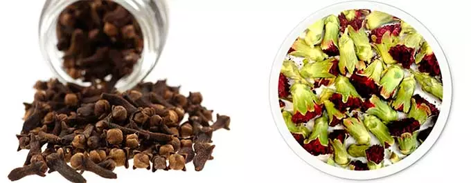 бутоны гвоздики