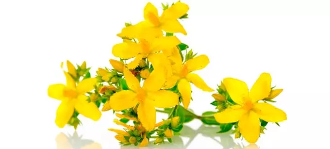 цветы зверобоя