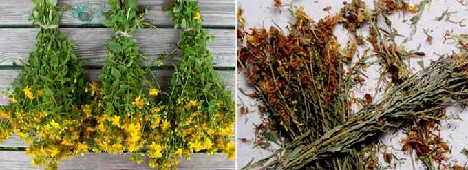 заготовка зверобоя