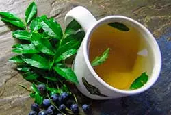 отвар листьев черники