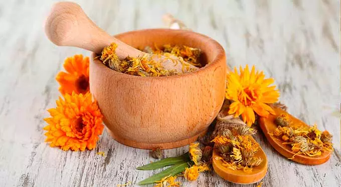 ноготки календулы