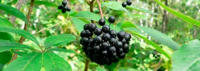 растение элеутерококк