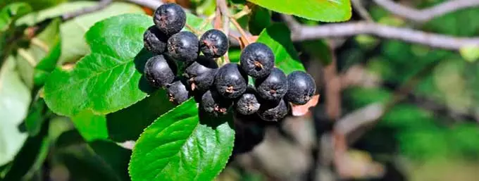Лечебные свойства черноплодной рябины черноплодная рябина