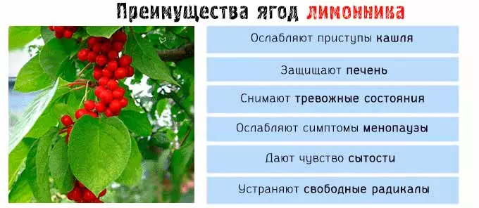 Для лечения каких недугов применяются плоды растения? свойства лимонника