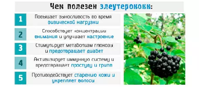 чем полезен элеутерококк