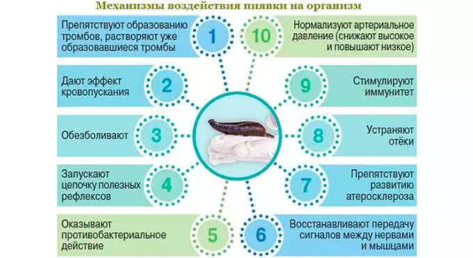 воздействие пиявок на организм