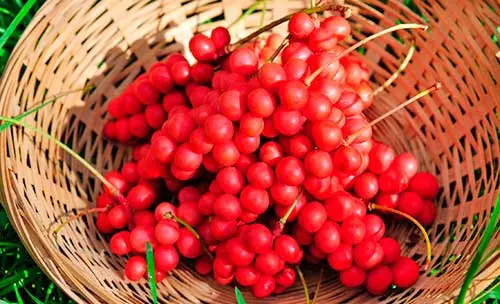 ягоды лимонника