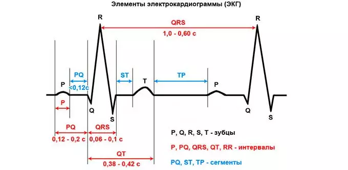элементы электрокардиограммы