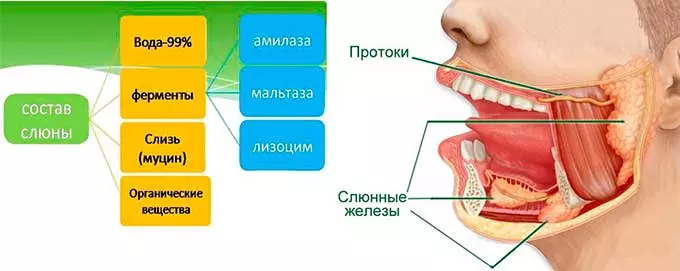 значение слюны