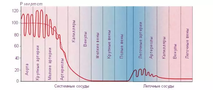 Взаимосвязь кровяного давления с сосудистой системой и сердцем давление в сосудах