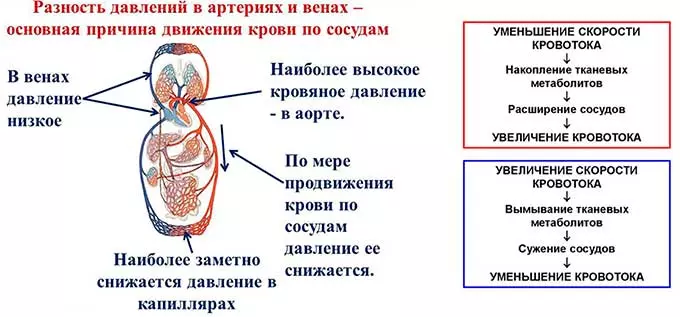 Состояние организма во время скачка артериального показателя давление и сосуды