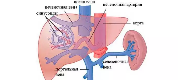 строение печени