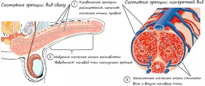 изменение кровотока в сосудах при эрекции