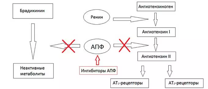 Механизм действия ингибиторов АПФ механизм действия препаратов группы Ингибиторы АПФ