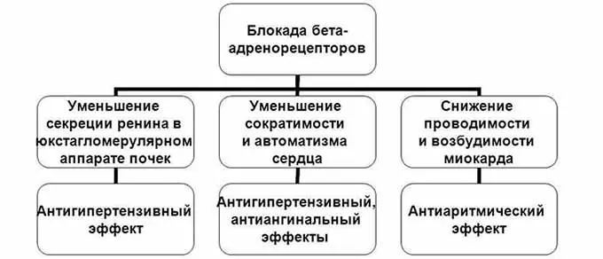 Принцип действия бета-адренорецепторов