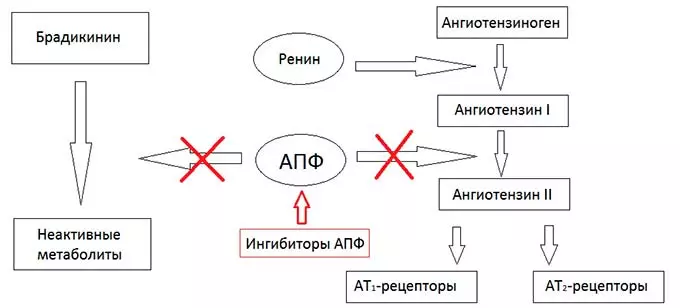 Фармакологические свойства Капотена Механизм действия ингибиторов АПФ