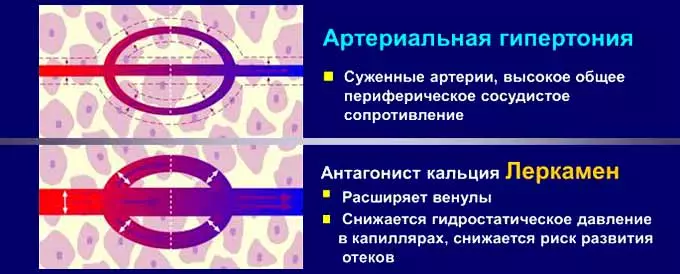 Фармакологические свойства Леркамена