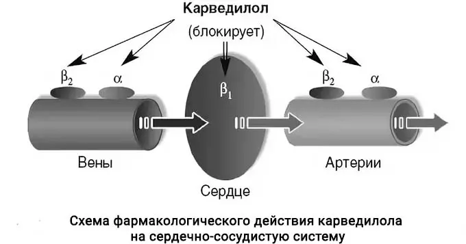 Схема фармакологического действия карведилола на сердечно-сосудистую систему