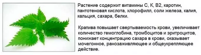 Полезные свойства и применение крапивы