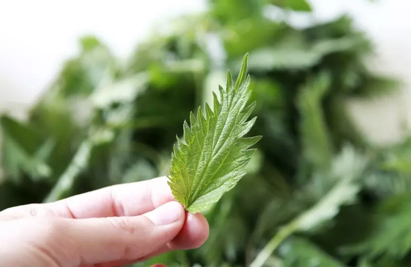 Лист крапивы