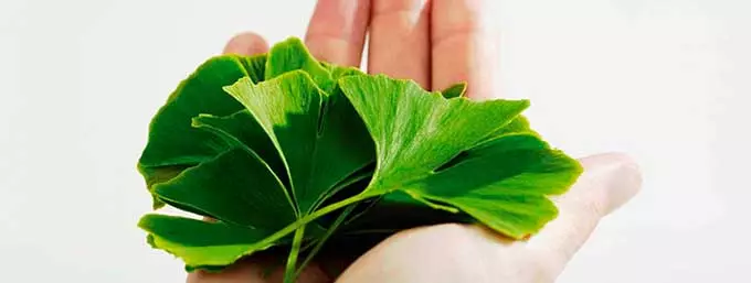 Листья гинкго билоба