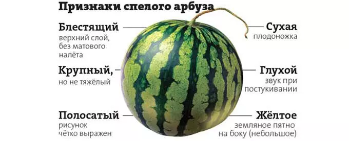 Правила выбора арбуза