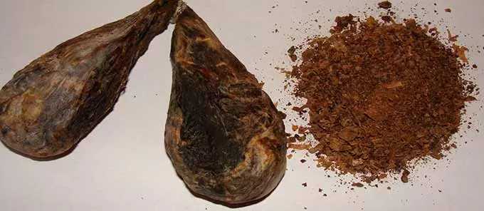 Струя бобра