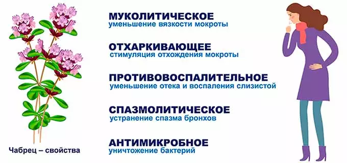 Свойства чабреца